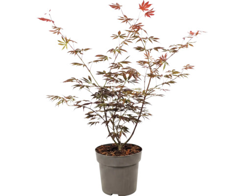 Japansk lönn Acer palmatum i odlingskruka för trädgården.