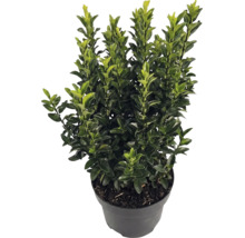 Japansk järnek Ilex crenata Luxus i svart kruka, vintergrön buske med små glänsande blad.