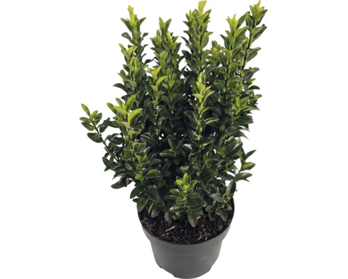Japansk järnek Ilex crenata Luxus i svart kruka, vintergrön buske med små glänsande blad.
