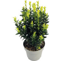 Japansk benved Euonymus japonicus med tvåfärgade blad i en grå plastkruka.