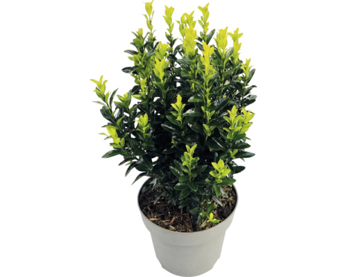Japansk benved Euonymus japonicus med tvåfärgade blad i en grå plastkruka.