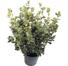 Japansk benved Euonymus japonicus med vitgröna brokiga blad i en grå kruka.