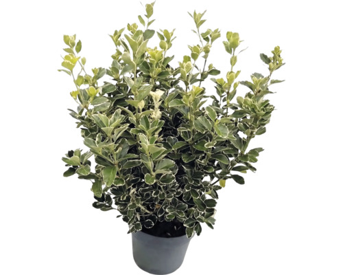 Japansk benved Euonymus japonicus med vitgröna brokiga blad i en grå kruka.