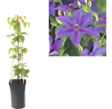 Klematis i svart kruka med bambustöd och närbild på dess lila blommor.
