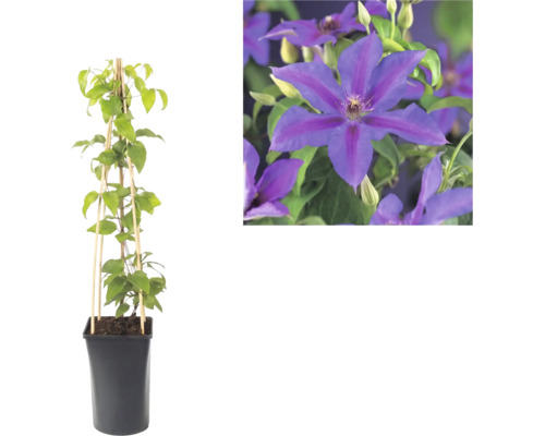 Klematis i svart kruka med bambustöd och närbild på dess lila blommor.