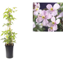 Clematis montana Rubens i svart kruka med spaljé av bambu och detaljbild på rosa blommor.
