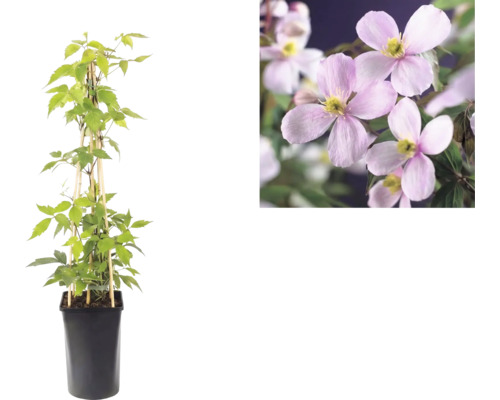 Clematis montana Rubens i svart kruka med spaljé av bambu och detaljbild på rosa blommor.