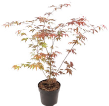Japansk lönn Acer palmatum i plastkruka med förgrenade grenar och handflikiga blad i grönt och orangerött.