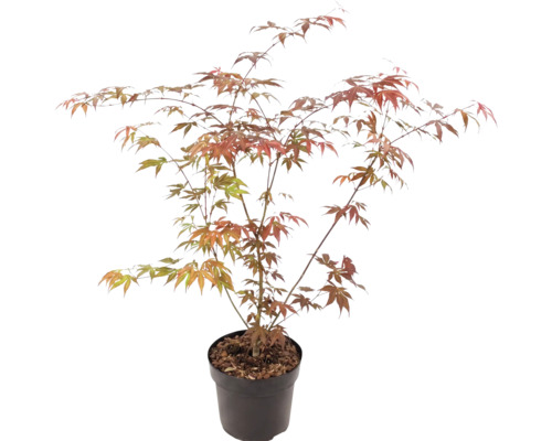 Japansk lönn Acer palmatum i plastkruka med förgrenade grenar och handflikiga blad i grönt och orangerött.