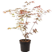 Japansk lönn Acer palmatum i svart plastkruka