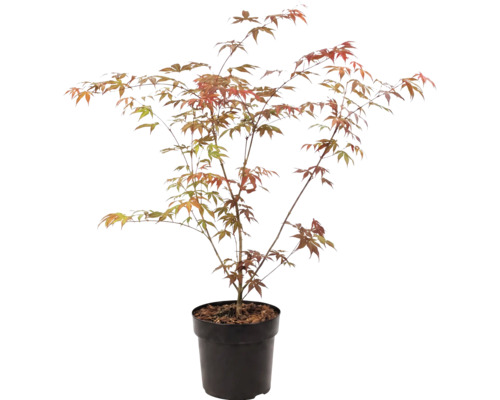Japansk lönn Acer palmatum i svart plastkruka