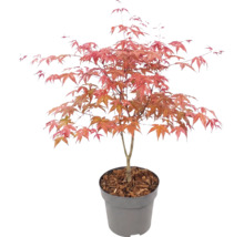 Japansk lönn Acer palmatum i plastkruka med täckbark.