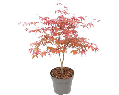 Japansk lönn Acer palmatum i plastkruka med täckbark.