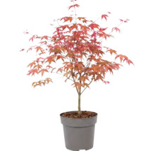 Japansk lönn Acer palmatum i plastkruka med rödaktigt bladverk.