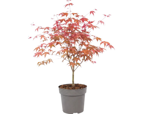 Japansk lönn Acer palmatum i plastkruka med rödaktigt bladverk.