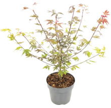 Japansk lönn Acer palmatum i kruka med täckbark.