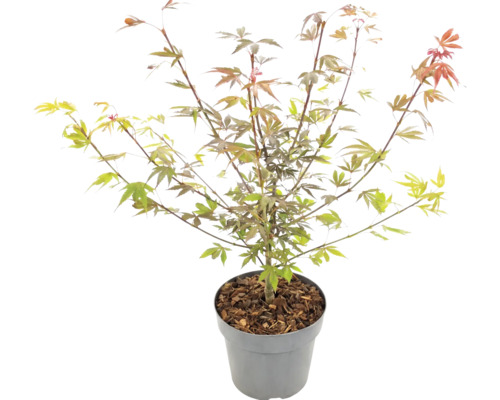Japansk lönn Acer palmatum i kruka med täckbark.