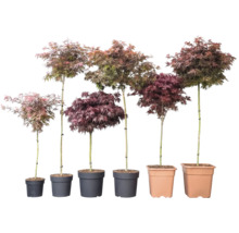 Sex japanska lönnar Acer palmatum i olika höjder och bladfärger i krukor.