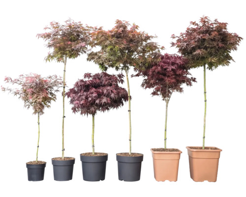 Sex japanska lönnar Acer palmatum i olika höjder och bladfärger i krukor.