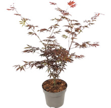 Japansk lönn Acer palmatum med röda blad i kruka.