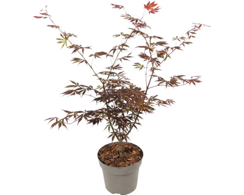 Japansk lönn Acer palmatum med röda blad i kruka.