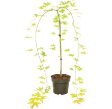Japansk lönn Acer palmatum i plastkruka med hängande grenar och stjärnformade blad.