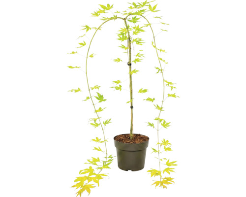 Japansk lönn Acer palmatum i plastkruka med hängande grenar och stjärnformade blad.