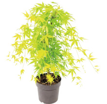 Japansk lönn Acer palmatum i plastkruka