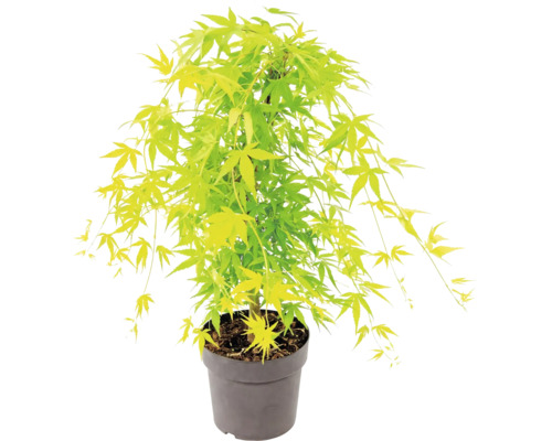 Japansk lönn Acer palmatum i plastkruka