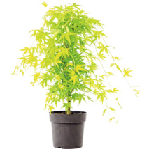 Japansk lönn med ljusgröna blad i en svart plastkruka.