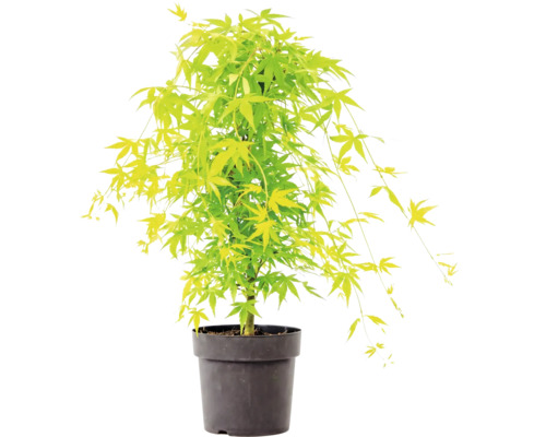 Japansk lönn med ljusgröna blad i en svart plastkruka.