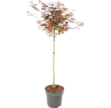 Japansk lönn Acer palmatum med flerfärgade blad i en grå plastkruka.