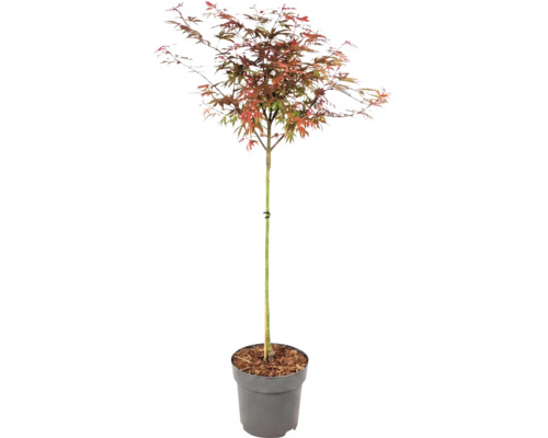 Japansk lönn Acer palmatum med flerfärgade blad i en grå plastkruka.
