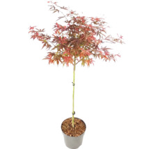 Japansk lönn Acer palmatum på stam i kruka med rödaktiga blad.