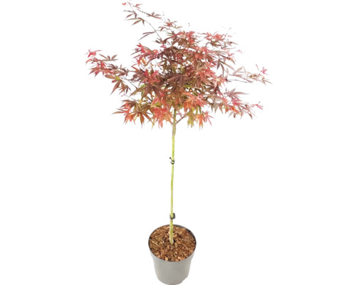 Japansk lönn Acer palmatum på stam i kruka med rödaktiga blad.