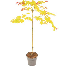 Solfjäderslönn Acer shirasawanum Jordan i grå kruka med blompinnar.