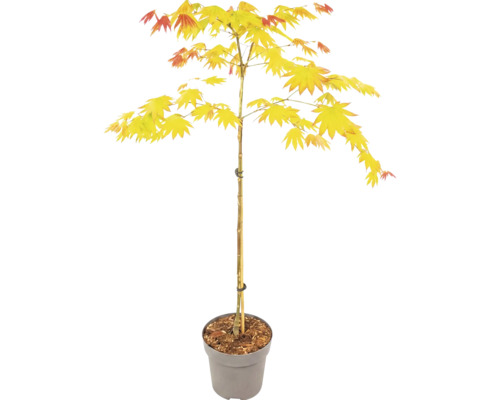Solfjäderslönn Acer shirasawanum Jordan i grå kruka med blompinnar.
