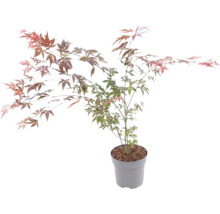 Japansk lönn i kruka med finflikiga, flerfärgade blad.