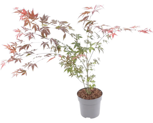 Japansk lönn i kruka med finflikiga, flerfärgade blad.