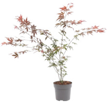 Japansk lönn Acer palmatum i kruka med flikiga blad.