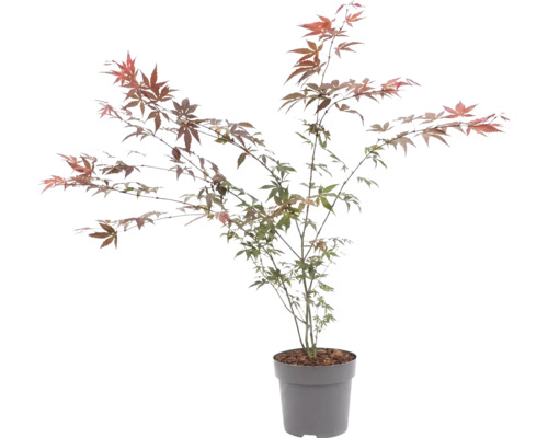 Japansk lönn Acer palmatum i kruka med flikiga blad.