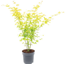 Japansk lönn med ljusgröna blad i en grå plastkruka.