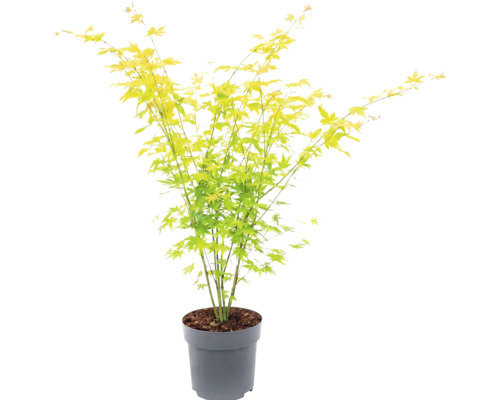 Japansk lönn med ljusgröna blad i en grå plastkruka.