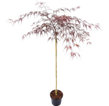 Japansk lönn med flikiga blad i en odlingskruka.