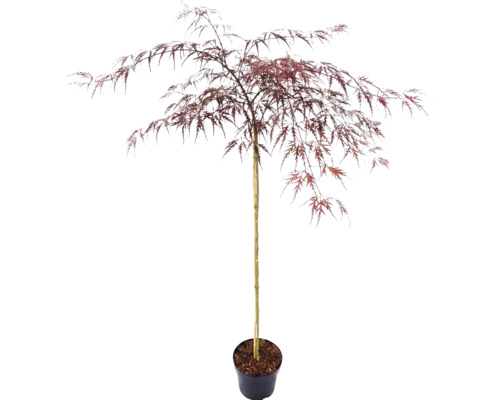 Japansk lönn med flikiga blad i en odlingskruka.