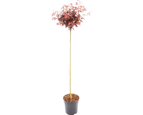 Röd japansk lönn Acer palmatum på stam i kruka.