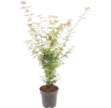 Japansk lönn Acer palmatum med fina blad i en grå kruka.