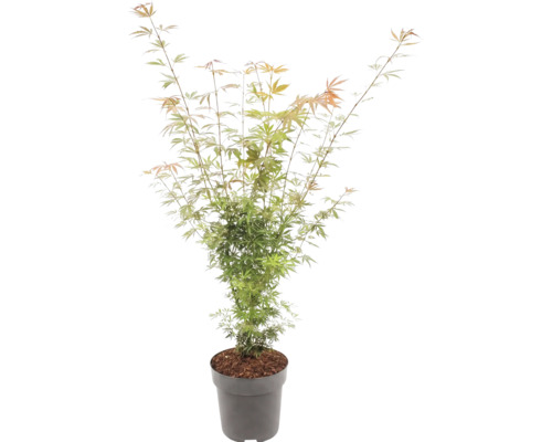 Japansk lönn Acer palmatum med fina blad i en grå kruka.