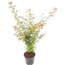 Japansk lönn Acer palmatum i grå plastkruka med fina grön-orangea blad.