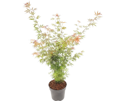 Japansk lönn Acer palmatum i grå plastkruka med fina grön-orangea blad.